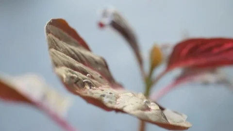 Rain drops falling on a leaf. Coleus plant, slow motion. Видео 96749217