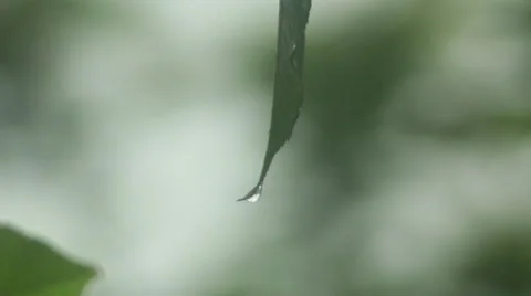 Rain Drops Falling Of A Leaf Stock Footage 52384021