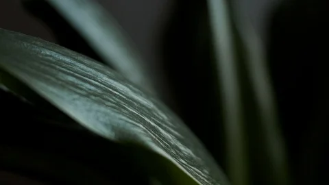 Rain drops falling on leaf Stock Footage 121619297