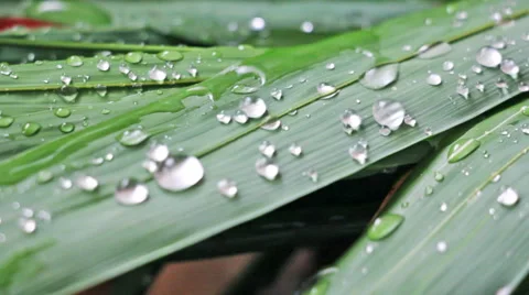 Rain Drops Falling on Leaves Stock Footage 49896812