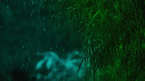 Rain Drops Falling On Leaves Stock Footage 222448848