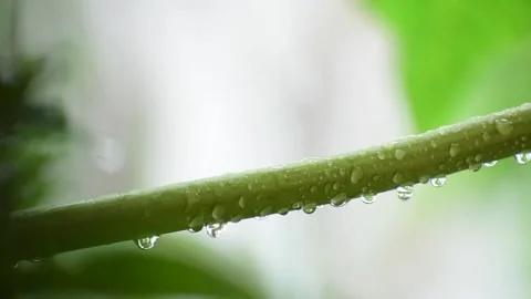 Rain Drops falling on leaves in a rainy day Stock Footage 135342342