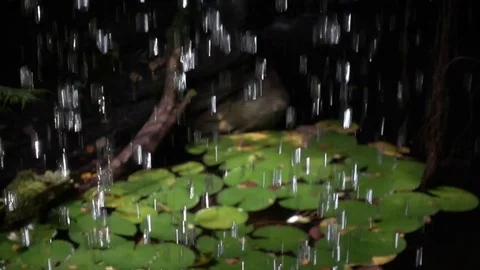 Rain drops falling on lotus leaves (water lily) in Xlakah cenote in Yucatan, Mex Video stock 114080708