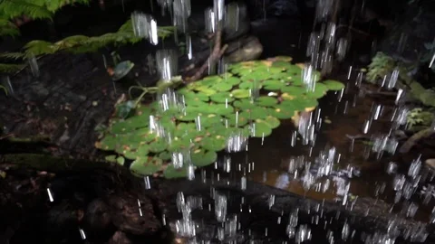Rain drops falling on lotus leaves (water lily) in Xlakah cenote in Yucatan, Mex Video stock 114080751