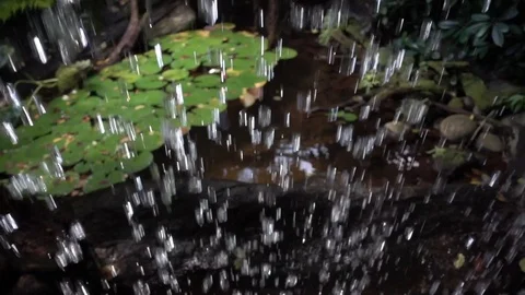 Rain drops falling on lotus leaves (water lily) in Xlakah cenote in Yucatan, Mex Video stock 114080916