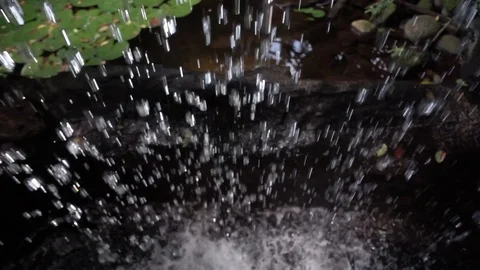 Rain drops falling on lotus leaves (water lily) in Xlakah cenote in Yucatan, Mex Stock Footage 114080934