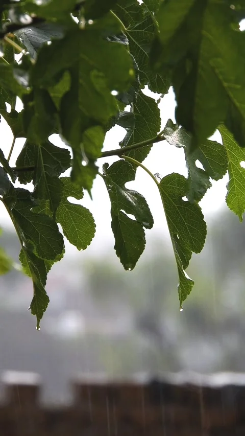 Rain Drops Falling From Mulberry Tree Leaves Closeup - 4k Vertical Footage Video stock 338290506