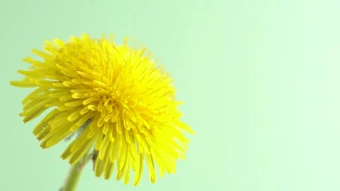 Rain drops falling on one beautiful yellow dandelion. Blooming yellow dande.. Stock Footage 272478103