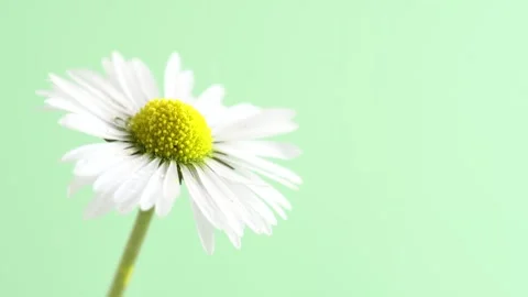 Rain drops falling on one beautiful chamomil. Blooming camomile flower on a.. Stock Footage 272478575