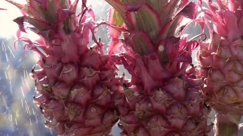 Rain drops falling on ornamental pineapples in slow motion. Video stock 89082994