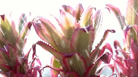 Rain drops falling on ornamental pineapples in slow motion. 库存影片 92469167