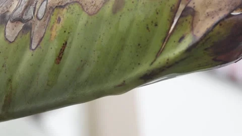 Rain Drops falling from a Palm Leaf 스톡 동영상 142011236