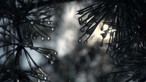 Rain drops falling from pine needles against sun and blur forest Video stock 91737619