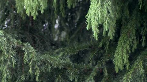 Rain drops falling from the pine tree. Slow motion 4K Video stock 154582232