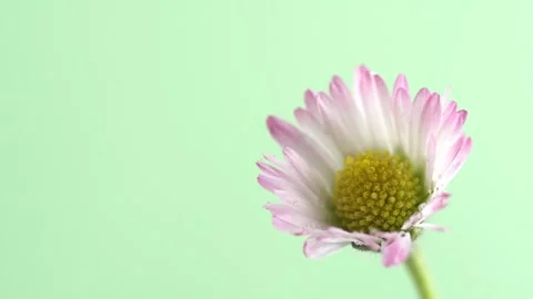 Rain drops falling on pink beautiful chamomil. Blooming camomile flower on .. Stock Footage 272479488