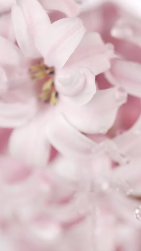 Rain drops falling on a pink flowers hyacinth. Macro shot, slow motion Stock Footage 303907400