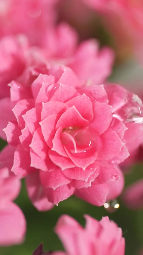 Rain drops falling on a pink kalanchoe, macro shot. Stock Footage 303907393