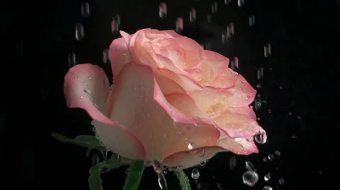 Rain drops falling on pink rose. Slow motion Stock Footage 65522457