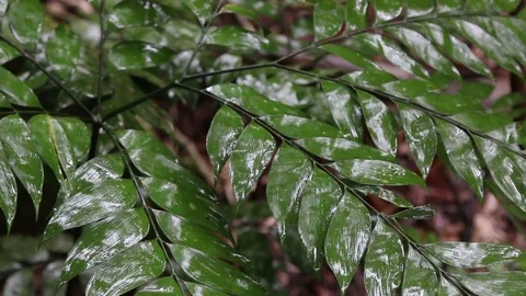 Rain drops falling on plant in forest Stock Footage 71231991