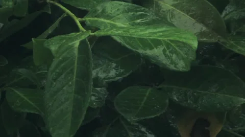 Rain Drops Falling On Plants Stock Footage 52383303