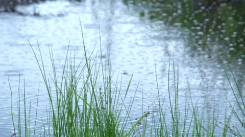 Rain drops falling into the pond. Stock Footage 47653694