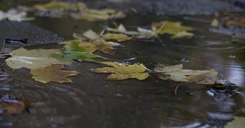 Rain Drops Falling at the Puddle With Autumn Leaves Stock-Footage 71271091