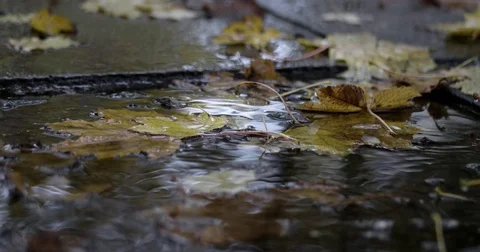 Rain Drops Falling at the Puddle With Autumn Leaves 動画素材 71271798