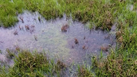 Rain drops falling into puddle in grassy patch Video stock 109238316