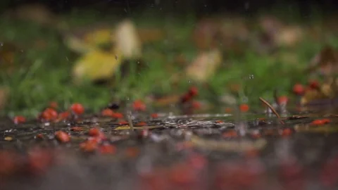 Rain drops falling in puddle in slow motion Stock Footage 71565870