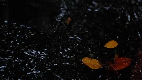 Rain drops falling at the puddle with the yellow maple leaves Stock Footage 262523862
