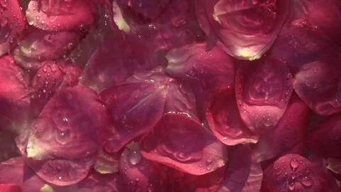 Rain drops falling on red petals of rose flowers covering water surface. Vídeo Stock 111419634