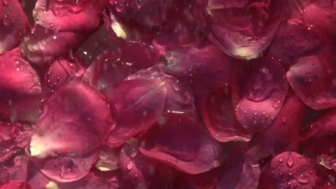 Rain drops falling on red petals of rose flowers covering water surface 動画素材 116965579