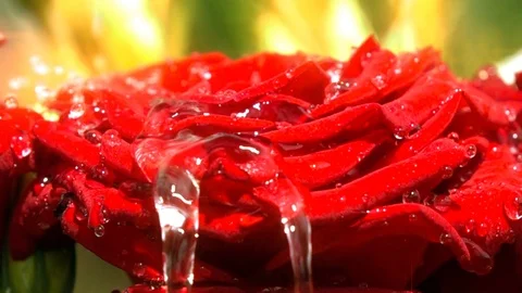 Rain Drops Falling On Red Rose. Slow Motion Stock Footage 112188300