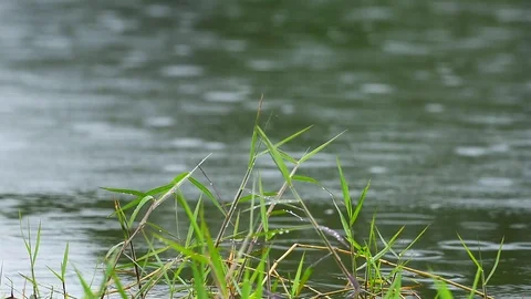 Rain Drops Falling on River Water With Grass in Foreground 스톡 동영상 122253789