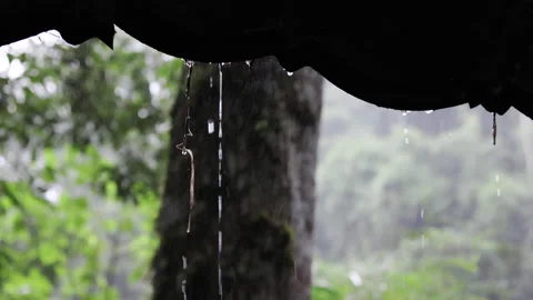 Rain drops falling from roof in rainforest. Stock Footage 275324683