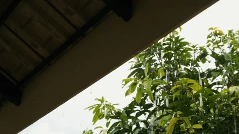 Rain Drops Falling on Roof, Water Dripping in a Tropical Storm, Rain season in Stock Footage 311249787