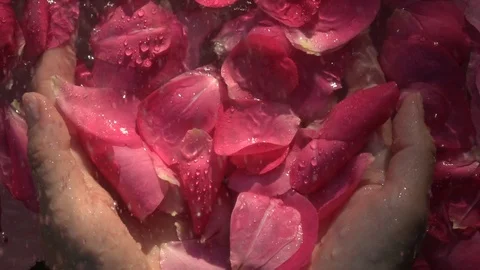 Rain drops falling on rose petals in woman hands and flowers swimming on water 動画素材 116965557
