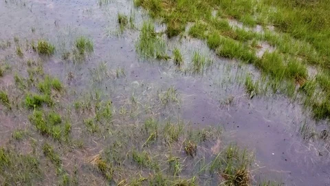 Rain drops falling into shallow water Stock Footage 109238280