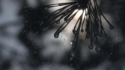 Rain drops falling like snowflakes from pine needles against sun. 스톡 동영상 90656852