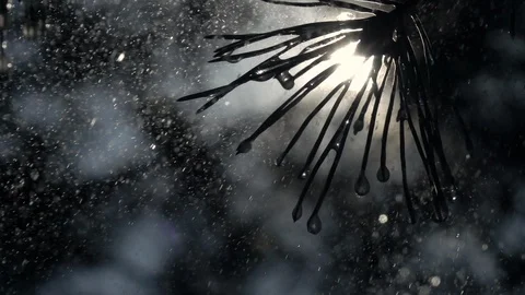 Rain drops falling like snowflakes from pine needles against sun and blur forest 動画素材 91737615