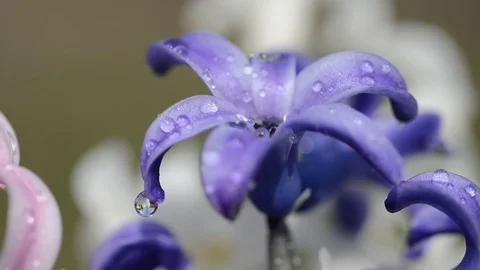 Rain drops falling on a spring flower Hyacinth. Stock Footage 73822313