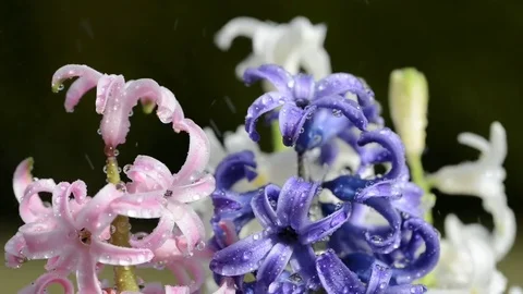 Rain drops falling on a spring flower Hyacinth. Stock Footage 73822362