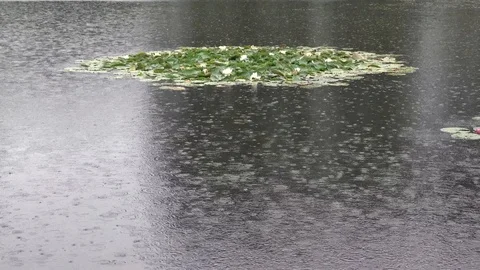 Rain drops falling on the surface of a pond with water lilies Stock Footage 114264506