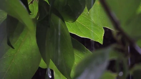 Rain drops falling through leaves Stock Footage 93782448