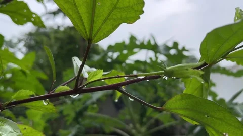 Rain Drops Falling from Tree Branch | Monsoon Closeup Video Видео 315757901
