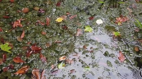 Rain drops falling on water Stock Footage 225728315