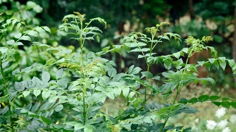 Rain drops falling in the young green leaves Video stock 115457919
