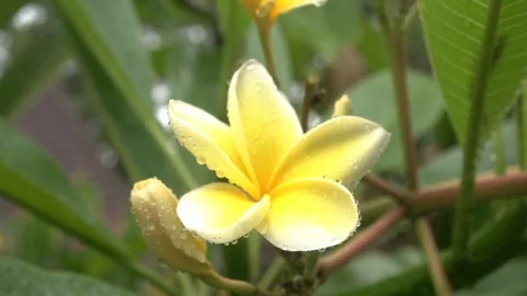 Rain drops falls on the yellow petal of the frangipani flower. Stock Footage 104261965