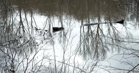 Rain drops in flood 動画素材 147750799