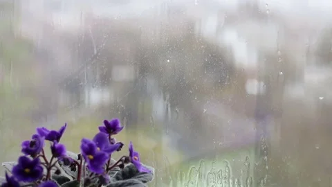 Rain Drops flow down the glass on the window. Beautiful flowers that bloom pink Stock Footage 74761359